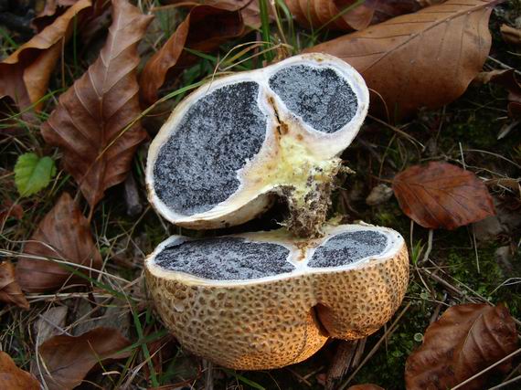 pestrec obyčajný Scleroderma citrinum Pers.