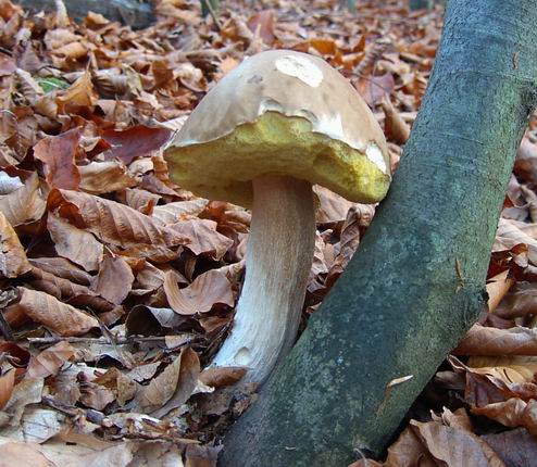 hríb smrekový Boletus edulis Bull.