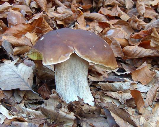 hríb smrekový Boletus edulis Bull.