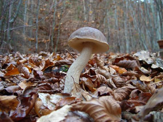 kozák brezový Leccinum scabrum (Bull.) Gray