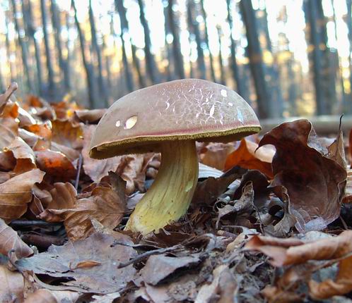 suchohríb Xerocomus sp.