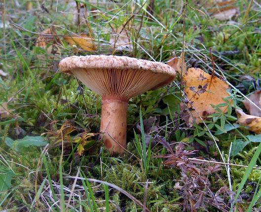 rýdzik kravský Lactarius torminosus (Schaeff.) Gray