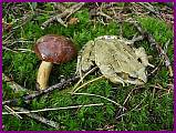 žabí stehýnka na houbách