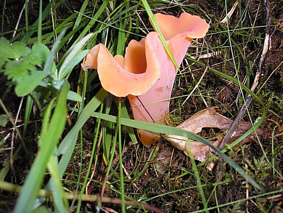 rôsolovec červený Guepinia helvelloides  (DC.) Fr.