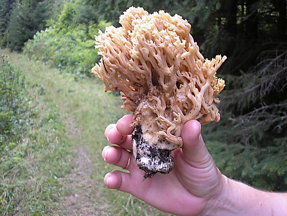 strapačka Ramaria sp.