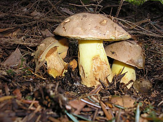 hríb horský Butyriboletus subappendiculatus (Dermek, Lazebn. & J. Veselský) D. Arora & J.L. Frank
