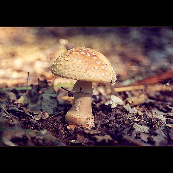 muchotrávka červenkastá Amanita rubescens Pers.