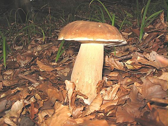hríb dubový Boletus reticulatus Schaeff.