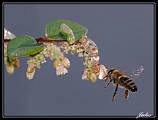 včela medonosná