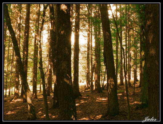 prevažne dubový les