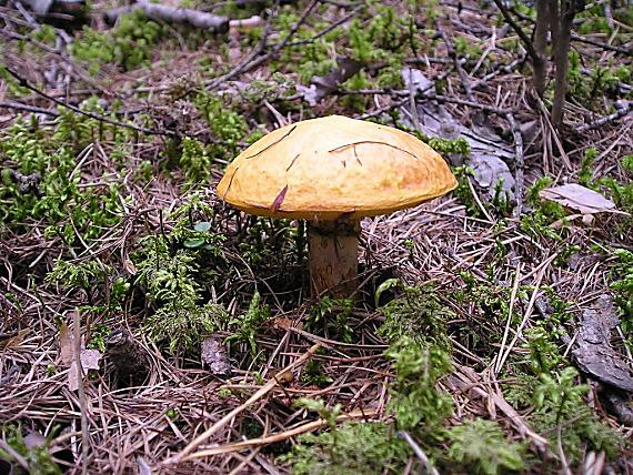 masliak Suillus sp.