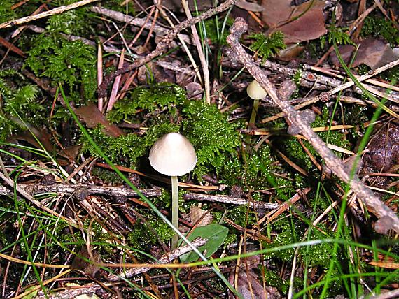 prilbička slizká Mycena epipterygia (Scop.) Gray