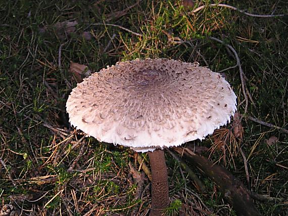 bedľa vysoká Macrolepiota procera (Scop.) Singer