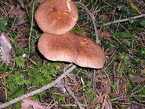 čírovka škridlicovitá Tricholoma vaccinum (Schaeff.) P. Kumm.