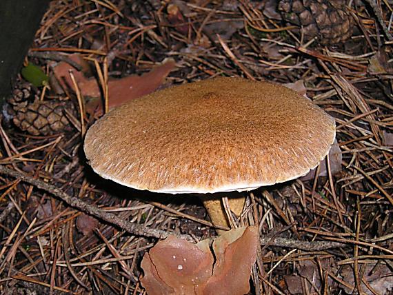 hríbovec dutohlúbikový Suillus cavipes (Opat.) A.H. Sm. & Thiers