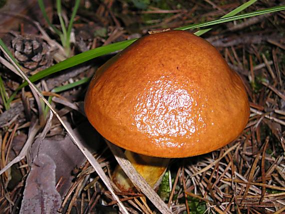 masliak Suillus sp.
