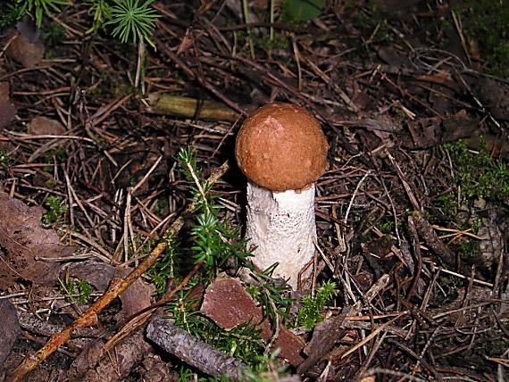 kozák Leccinum sp.