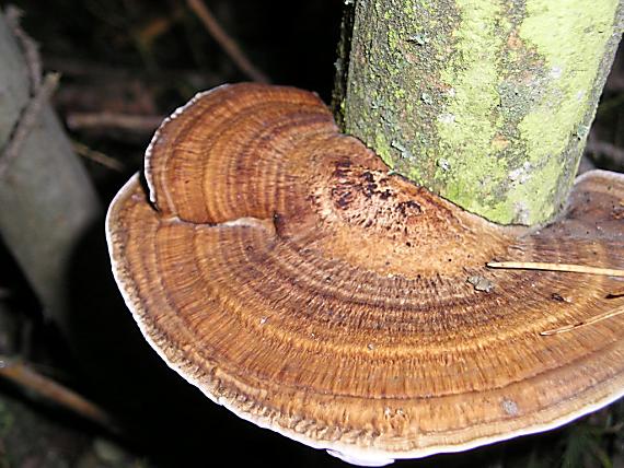 sieťkovček červenkastý Daedaleopsis confragosa (Bolton) J. Schröt.