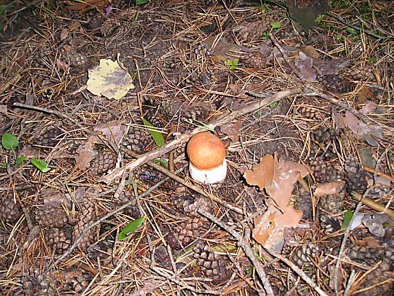 kozák Leccinum sp.