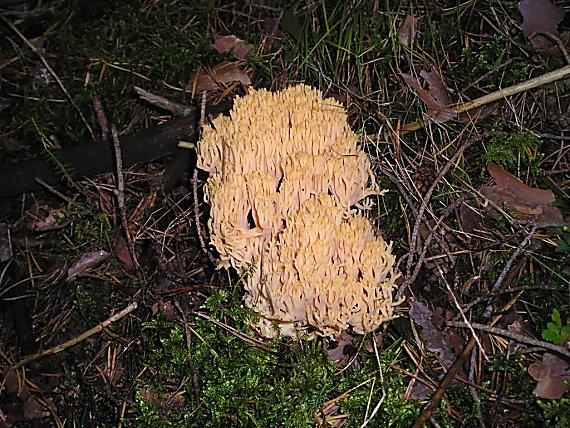 strapačka úhľadná Ramaria formosa (Pers.) Quél.