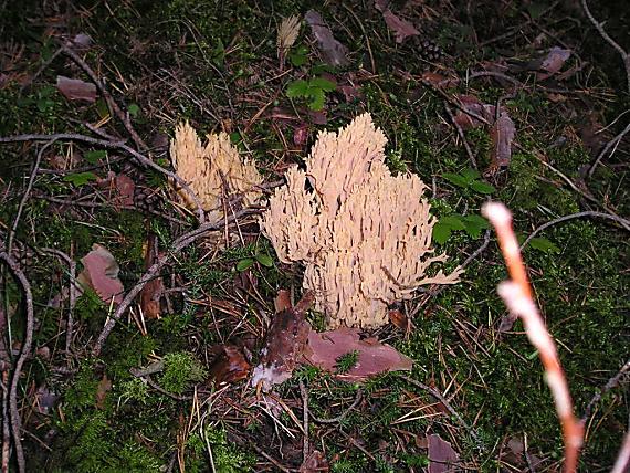 strapačka úhľadná Ramaria formosa (Pers.) Quél.