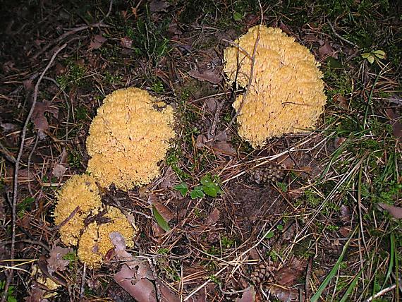 strapačka Ramaria sp.