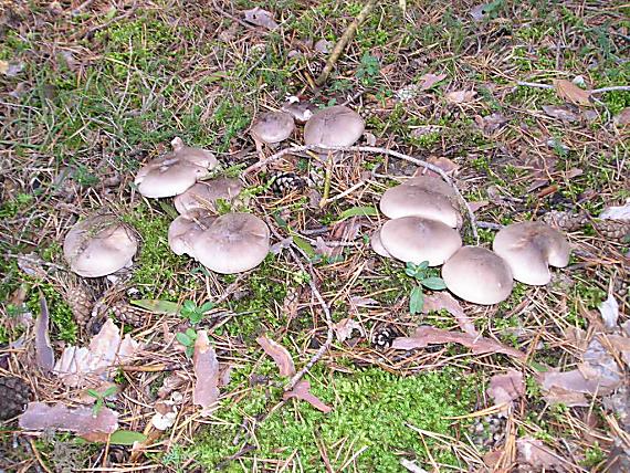 strmuľka inovaťová Clitocybe nebularis (Batsch) P. Kumm.