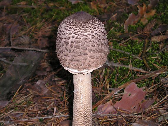 bedľa vysoká Macrolepiota procera (Scop.) Singer