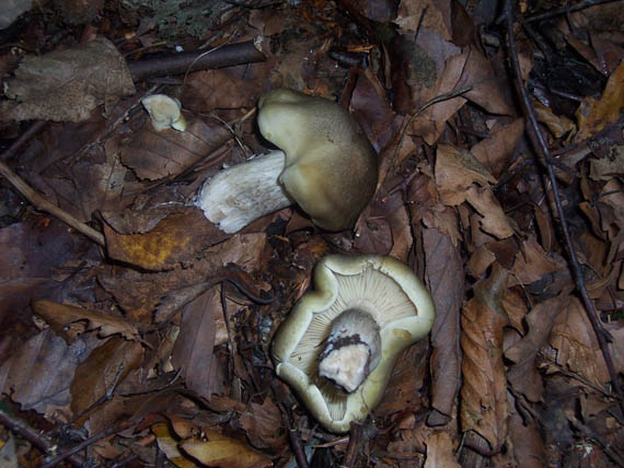 čírovka mydlová Tricholoma saponaceum (Fr.) P. Kumm.