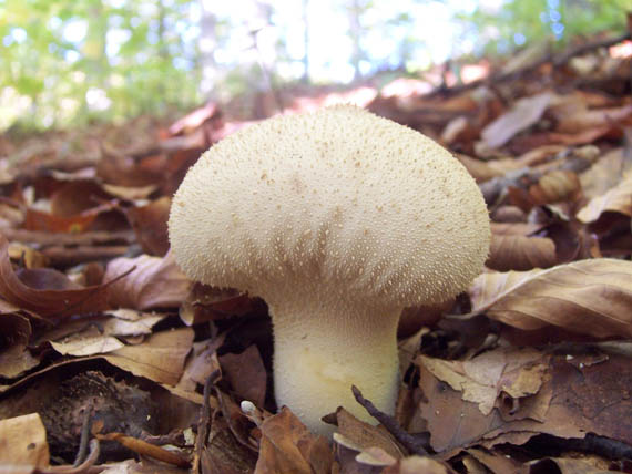 prášnica bradavičnatá Lycoperdon perlatum Pers.