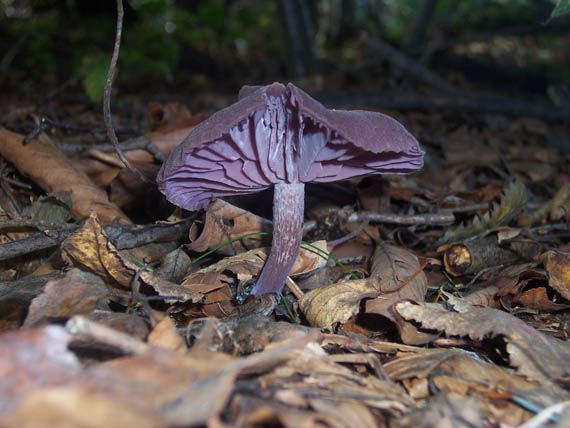 lakovka ametystová Laccaria amethystina (Huds.) Cooke