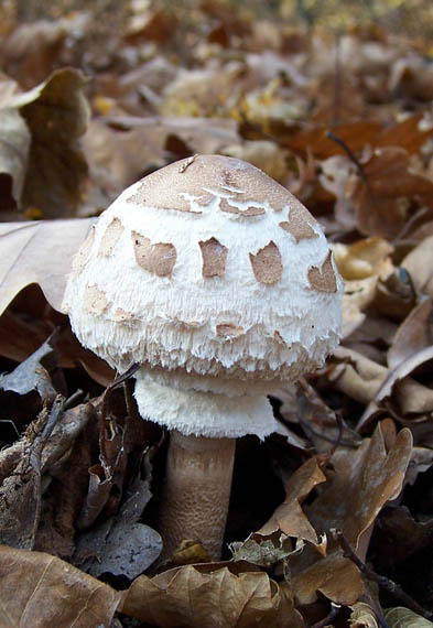bedľa vysoká Macrolepiota procera (Scop.) Singer