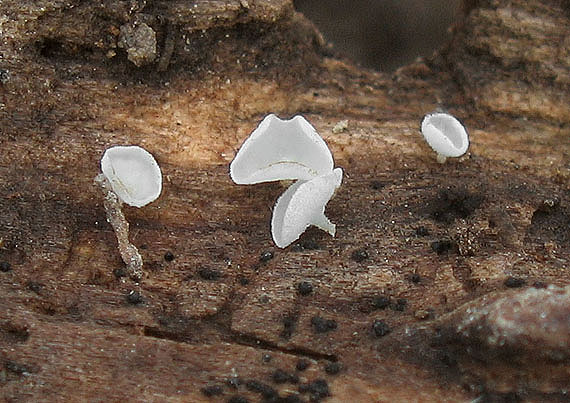lachnetka biela Lachnum virgineum (Batsch) P. Karst.