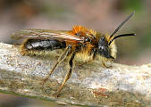 žeby to bola Včela Čalúnnica? Megachile centuncularis? Leaf cutter bee?
