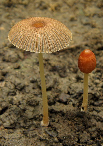hnojník štetinkatý Parasola auricoma (Pat.) Redhead, Vilgalys & Hopple