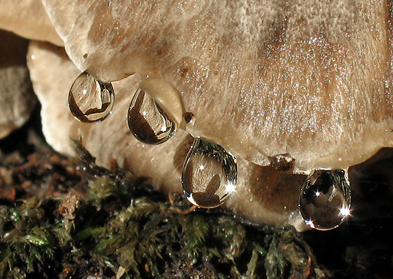trsovnica lupeňovitá Grifola frondosa (Dicks.) Gray