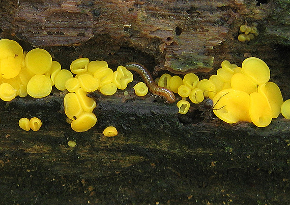 okrasník žltý Calycina citrina (Hedw.) Gray