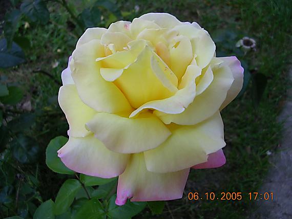 ruža žltá a žíhaná ružovou farbou Rosa sp.