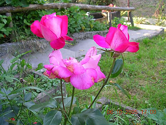 ruža rižová žíhaná bielou farbou Rosa sp.