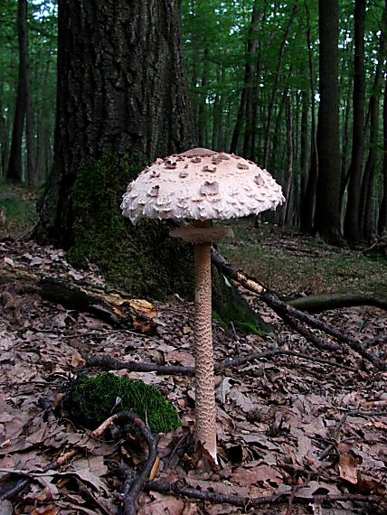 bedľa vysoká Macrolepiota procera (Scop.) Singer