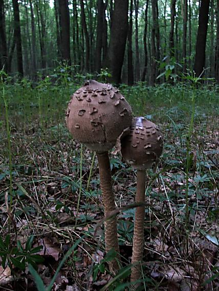 bedľa vysoká Macrolepiota procera (Scop.) Singer