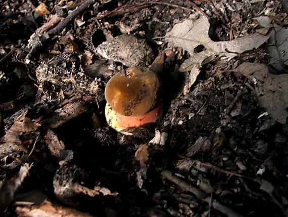 hríb zrnitohlúbikový Neoboletus luridiformis (Rostk.) G. Wu & Zhu L. Yang