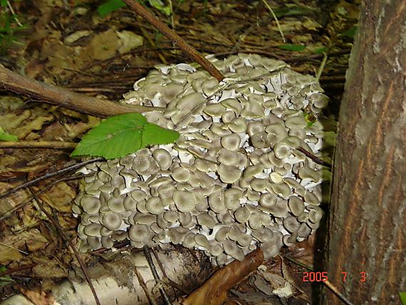 trúdnik klobučkatý Polyporus umbellatus (Pers.) Fr.