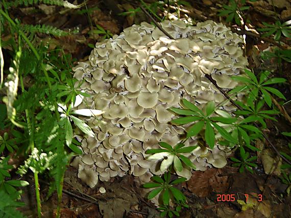trúdnik klobučkatý Polyporus umbellatus (Pers.) Fr.
