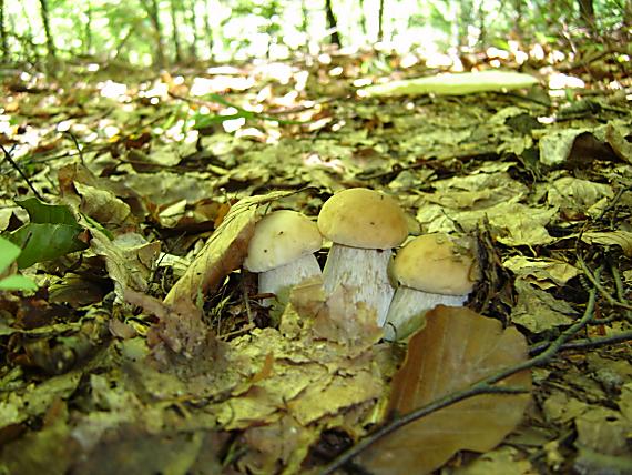 hríby Boletus sp.