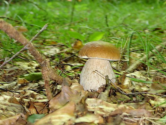hríb dubový Boletu reticulatus