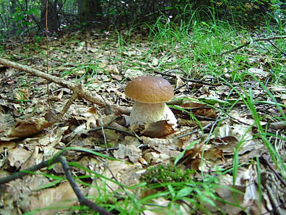 hríb dubový Boletus reticulatus Schaeff.