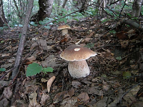 hríb dubový Boletus reticulatus Schaeff.
