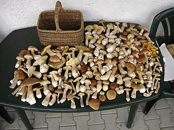 hríb dubový Boletus reticulatus Schaeff.