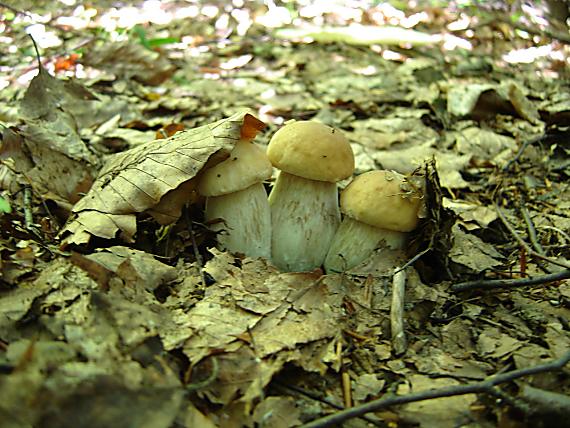 hríb dubový Boletus reticulatus Schaeff.